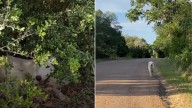 Woman Spots Two Black Eyes In The Texas Bushes And Finds A Surprise