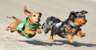 Disco, dogs and more on tap at Batavia Downs this fall
