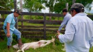 Chiapas, epicentro de la costosa lucha contra el gusano barrenador que enfrenta a México con Estados Unidos