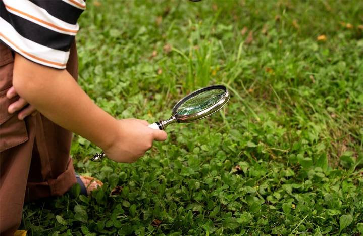 ¿Tienes huecos en tu jardín? Así puedes identificar qué animal está cavando los agujeros
