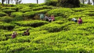 International Coffee Day Escapes: 5 Stays Every Coffee Lover Will Adore