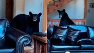 Video: Oso Soprende a Familia en Cabaña de Arteaga