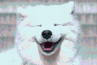 11 Cute Dog Breeds With Goofy Smiles Owners Can’t Resist