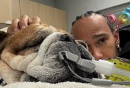 Lewis Hamilton despide a Roscoe, su inseparable bulldog y compañero de vida