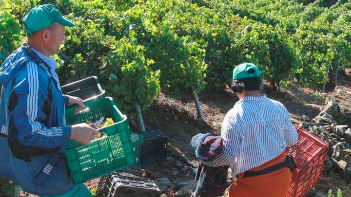 Nuevas ayudas de la Junta: ocho millones para las comunidades regantes y cuatro millones para el sector del vino
