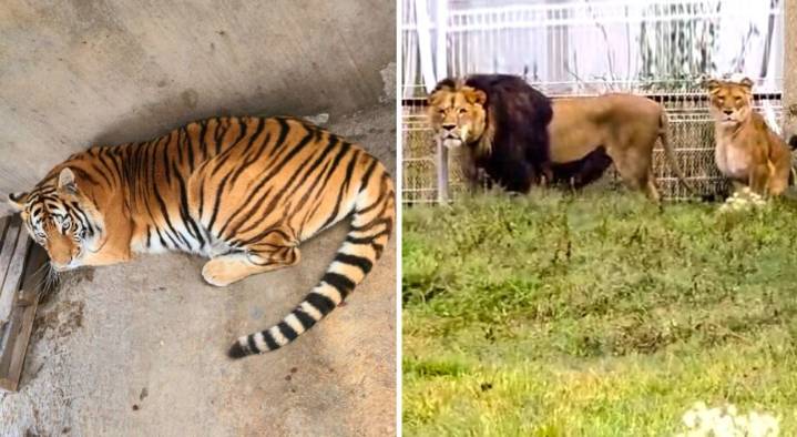 Cateo en Matilde: rescatan leones y tigres salvajes