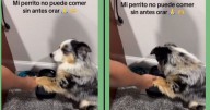 Perrito se vuelve viral por no comer sus croquetas sin antes orar