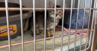Lewis and Clark Humane Society prepares to launch new fall fundraising event