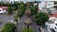 Anuncian Retiro de 1,500 Palmeras Enfermas en CDMX: ¿Cómo Serán Sustituidas?