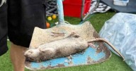'Monster' 20-inch rat found in garden