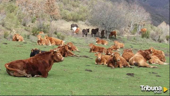 España refuerza la estrategia contra la lengua azul: llaman a acelerar la vacunación