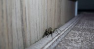 Woman tries to deter spiders with small item but people say she's making mistake