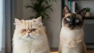 Ni siamés ni persa: cómo se llama el gato que nace de esta cruza