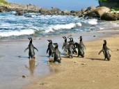 Realizan primera liberación masiva de pingüinos de Magallanes en Zapallar