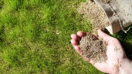 10 Of The Best Seeds To Use When Overseeding Your Lawn This Fall