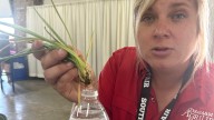 'Grow some gardeners': West Texans flex green thumbs at fair's new plant swap