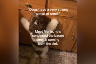 Puppy Smells Bacon, Is Determined To Find It—but There's a Big Problem