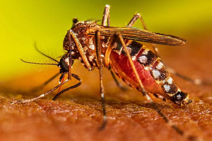 "No te relajes". Alerta dengue: un médico reveló un método poco conocido para evitar contagios esta primavera