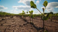 Minnesota soybean farmers hit hard as China boycott cuts billions in exports