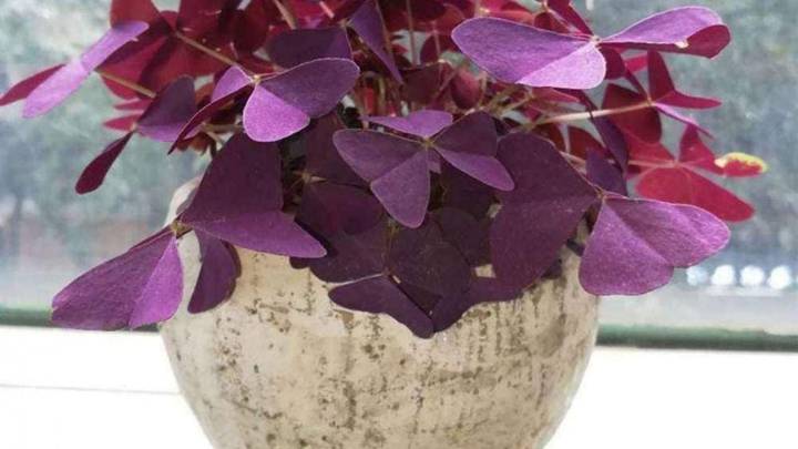 La planta que “duerme” de noche, casi no necesita cuidados y atrae la buena suerte