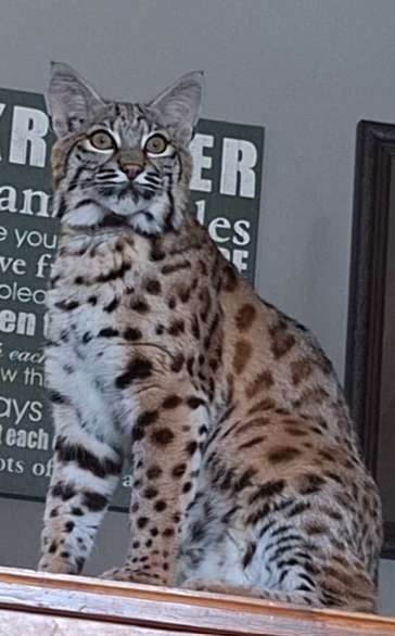 Pet bobcat goes missing near Warroad, MN....sheriff's office warns "Do not approach it"