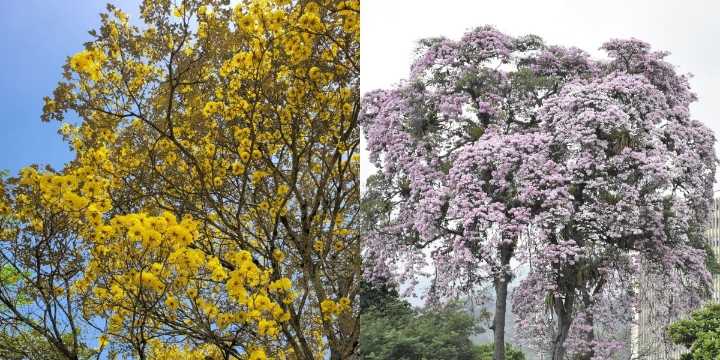 Ibagué euflórica