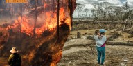 Latinoamérica lidera el ranking de deforestación de selva tropical en el mundo: el alarmante puesto que ocupa Perú