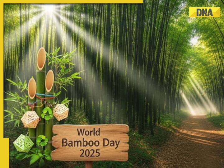 World Bamboo Day 2025: Know about 5 everyday bamboo uses for sustainable future
