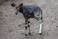 San Diego Zoo celebrates birth of endangered okapi calf