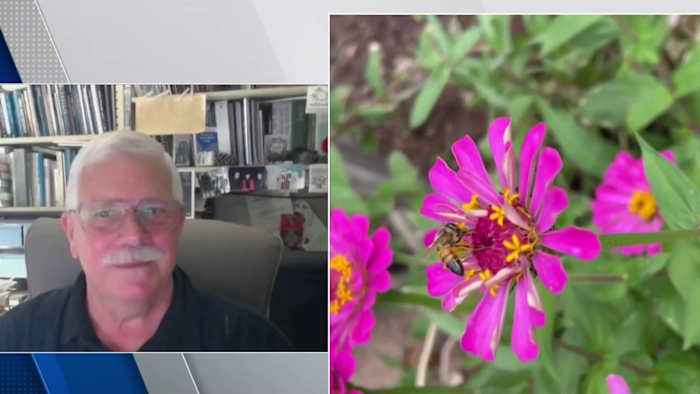 Plant wildflowers this fall for a colorful Texas spring