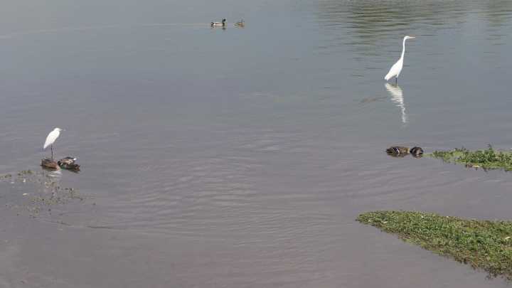 Nearly a dozen waterfowl found injured or dead at South Reno pond