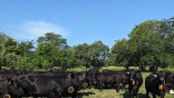 How does virtual fencing work for Iowa livestock producers?