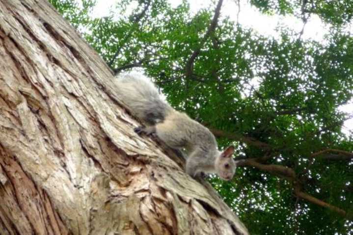 San Isidro prohíbe alimentar a ardillas y fauna silvestre bajo pena de multa