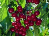 Cuáles son las propiedades del capulín que lo hacen una fruta ideal para la salud
