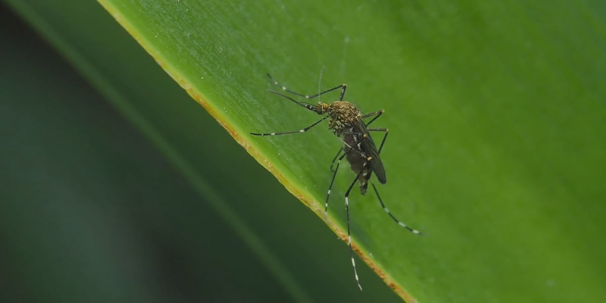 West Nile Virus found in 2 Ionia County animals