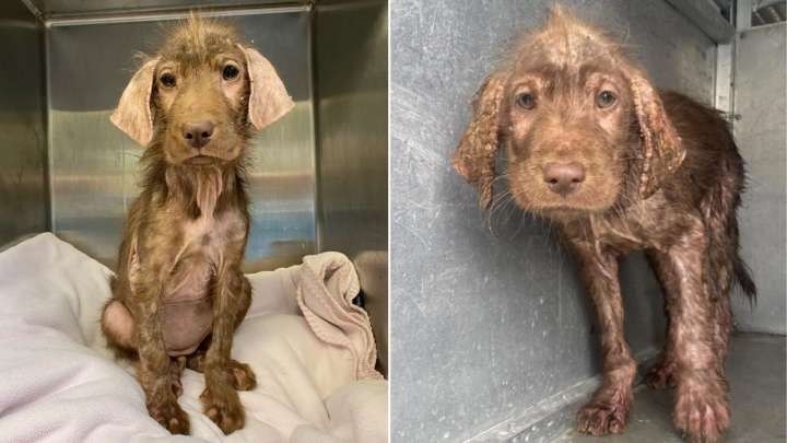 Texas Hairless Stray Dog's Stunning Coat Makeover Leaves Everyone In Awe