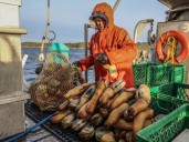Geoducks. Sea urchins. The big push to explore B.C.'s dive seafoods