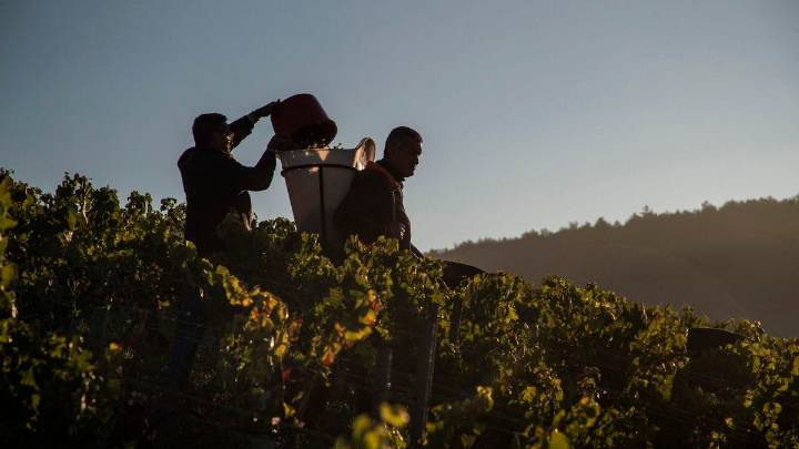 España prevé superar este año a Francia como país productor de vino