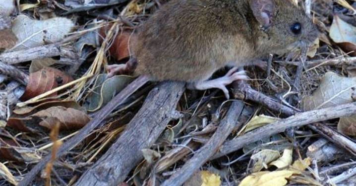 Muerte de una mujer por hantavirus en San Martín de los Andes: los casos «no tienen estacionalidad»