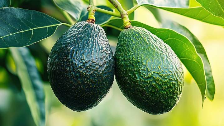 Cómo tener paltas en menos de cinco años: el truco de los expertos en jardinería