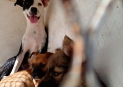 Registra León más de 7 mil denuncias por maltrato animal desde el 2021