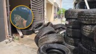 Rescatan a tigre bebé durante operativo por acumulación de llantas en Escobedo