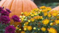 25 Garden Shrubs That Flower And Bloom In The Fall