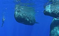 La película “Los titanes del mar” llegan a Puerto Pirámides