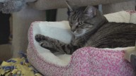 Increasing vet costs straining Columbus cat rescue