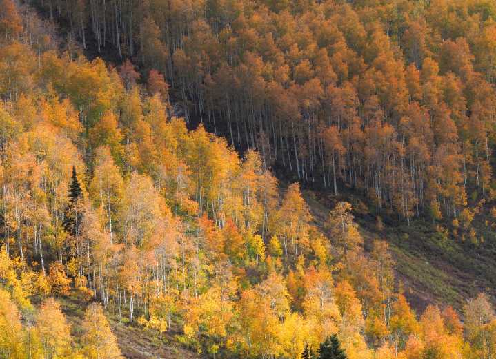 How drought is affecting this fall’s color show in Colorado
