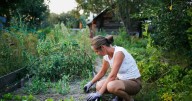 Natural and cheap method to get rid of pesky garden weeds this autumn