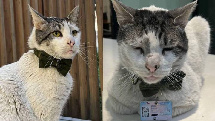 La historia de Branquinho Errázuriz: el gato “funcionario” que vive en la Embajada de Brasil en Chile