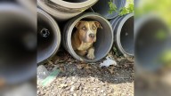 Missouri Rescuers Rush To Aid Dog Standing Watch Over Hidden Treasure