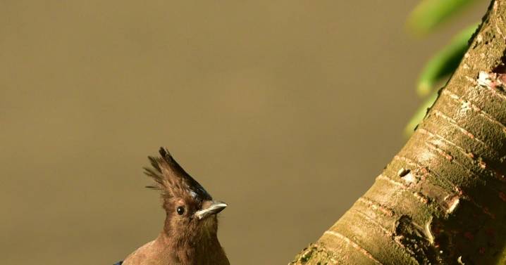 Steller's Jay - not blue jay